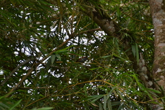 Thamnophilus tenuepunctatus