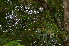 Thamnophilus tenuepunctatus