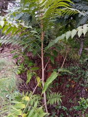 Ailanthus altissima image