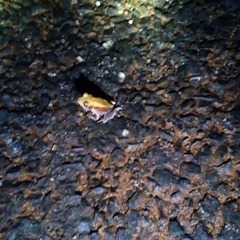 Clinotarsus curtipes