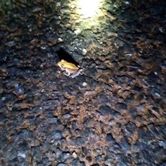 Clinotarsus curtipes