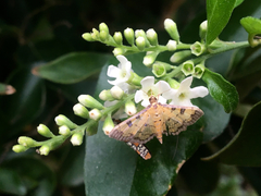 Ategumia ebulealis