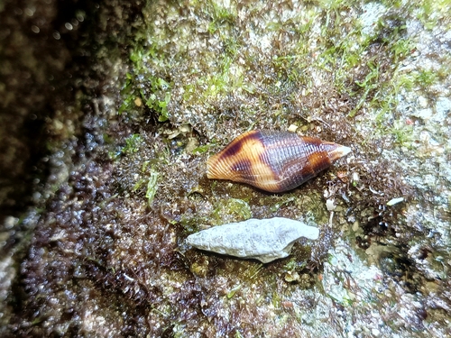Mitra eremitarum observed 2025-08-14
