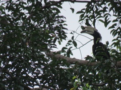 Anthracoceros malayanus