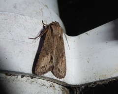 Ichneutica averilla