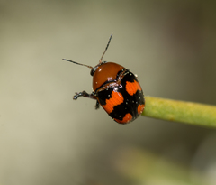 Ditropidus pulchellus