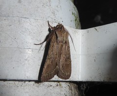 Ichneutica averilla
