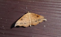 Sarisa muriferata