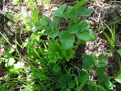 Angelica gmelinii