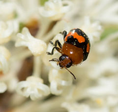 Ditropidus pulchellus