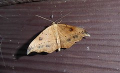 Sarisa muriferata