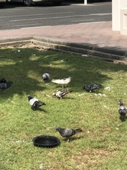 Columba livia domestica