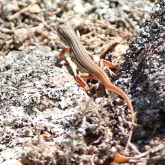 Ctenotus eurydice