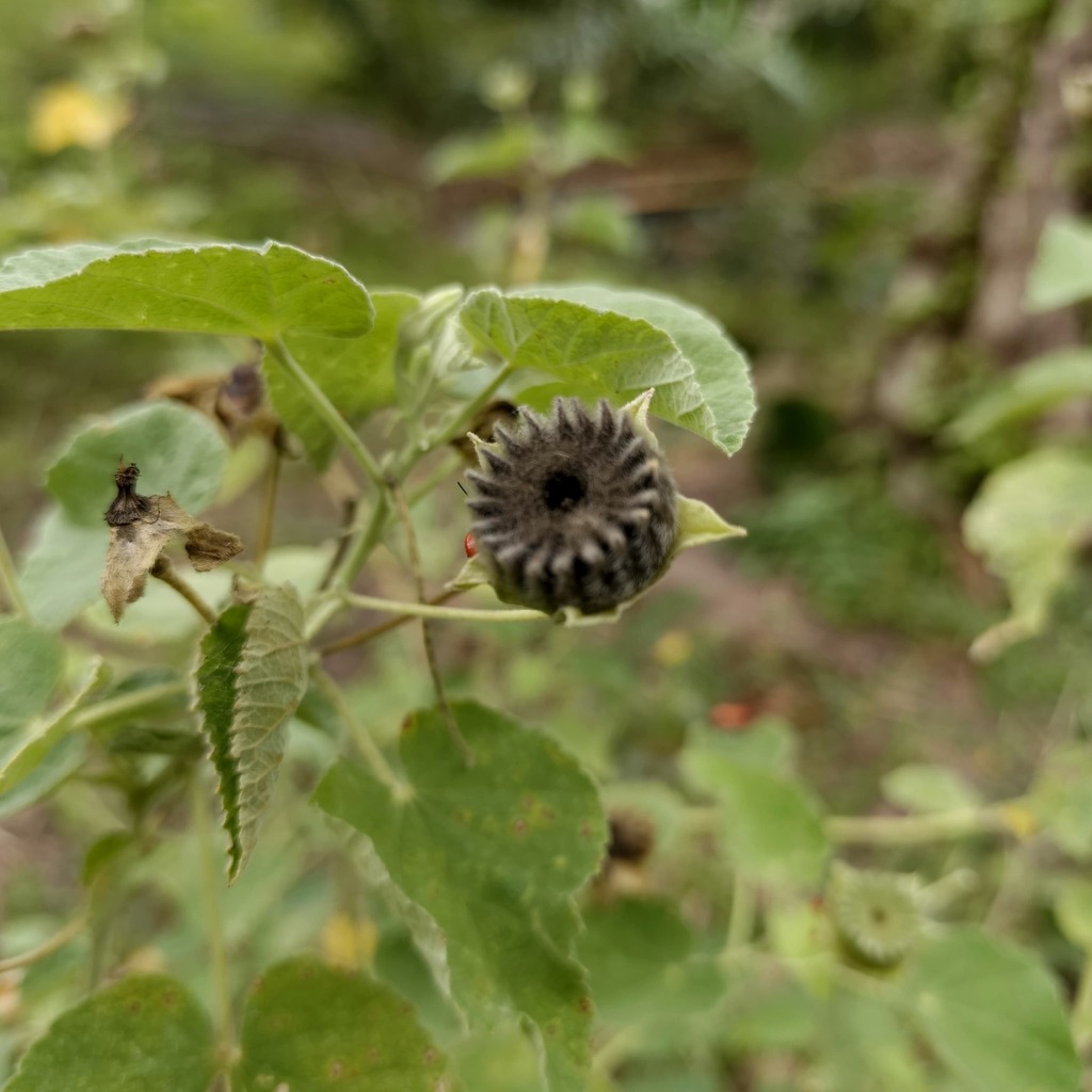 Monkey bush from Kabupaten Bireuen, Aceh, Indonesia on August 14, 2025 ...