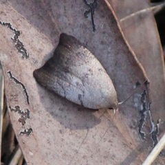 Tortricopsis semijunctella