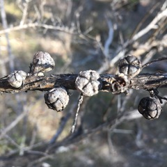 Leptospermum arachnoides