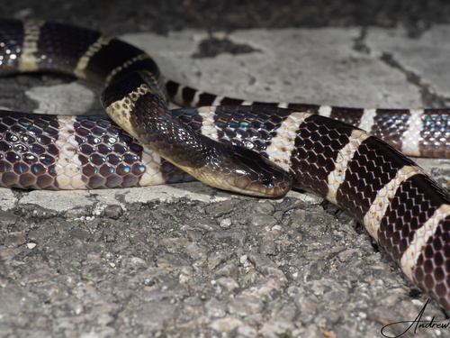 Many-banded Krait