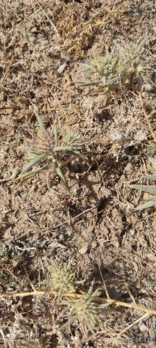 lesser globe thistle, spiny-scale globe thistle