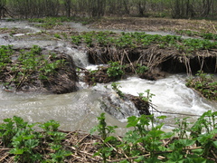 Filipendula camtschatica