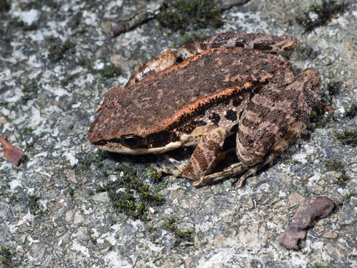 LaTouche's Frog