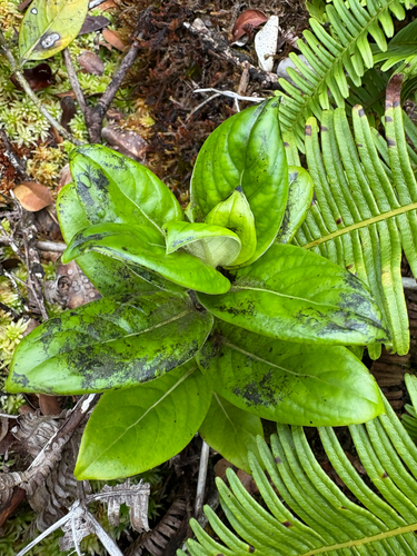 Geniostoma hedyosmifolium observed 2025-08-13