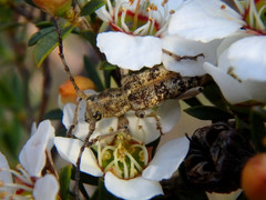 Pempsamacra dispersa