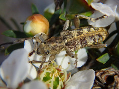 Pempsamacra dispersa