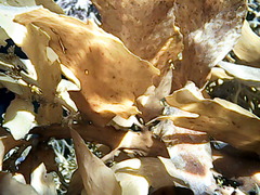 Carpophyllum flexuosum