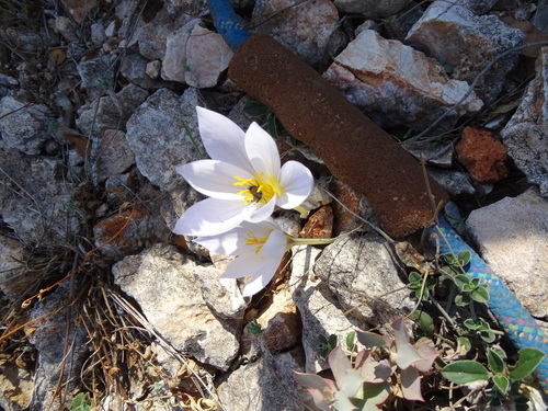 Crocus cancellatus, photograph 4