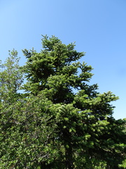 Abies cephalonica