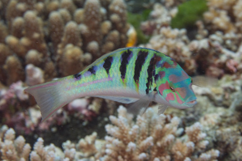 Sixbar Wrasse