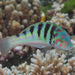 Sixbar Wrasse - Photo (c) Mark Rosenstein, some rights reserved (CC BY-NC-SA), uploaded by Mark Rosenstein