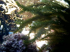 Caulerpa brownii