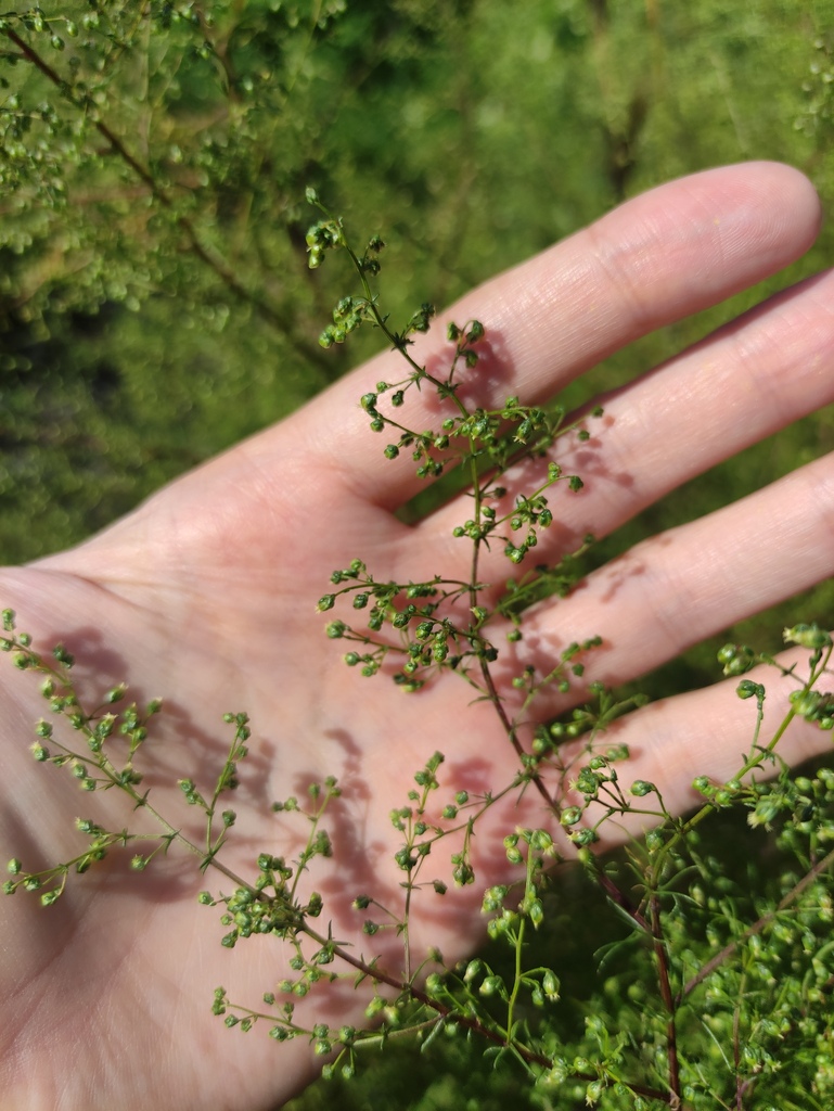 Redstem wormwood (Artemisia scoparia)