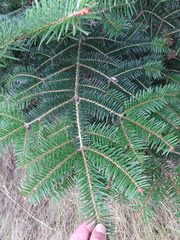 Abies cephalonica