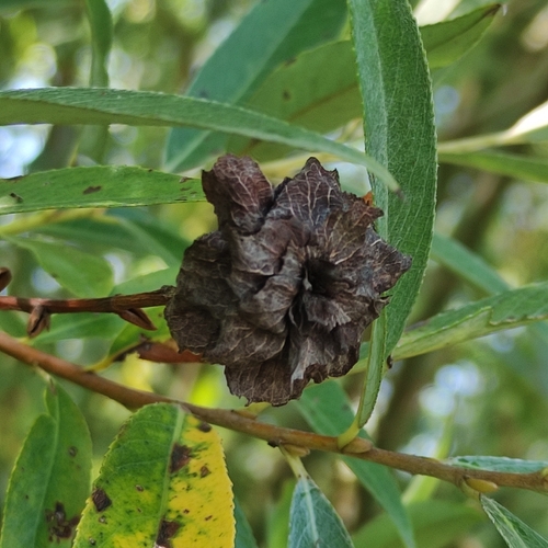 Willow Rose Gall Midge, 1081 KH Amsterdam, Nederland, photo 4 of 10
