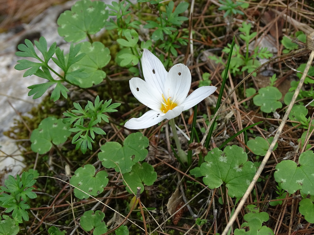Crocus laevigatus; photograph (c) Grzegorz Grzejszczak, some rights reserved (CC BY-SA)
