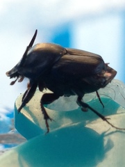 Onthophagus taurus
