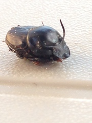 Onthophagus taurus