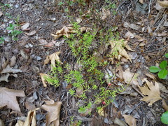 Hypericum empetrifolium