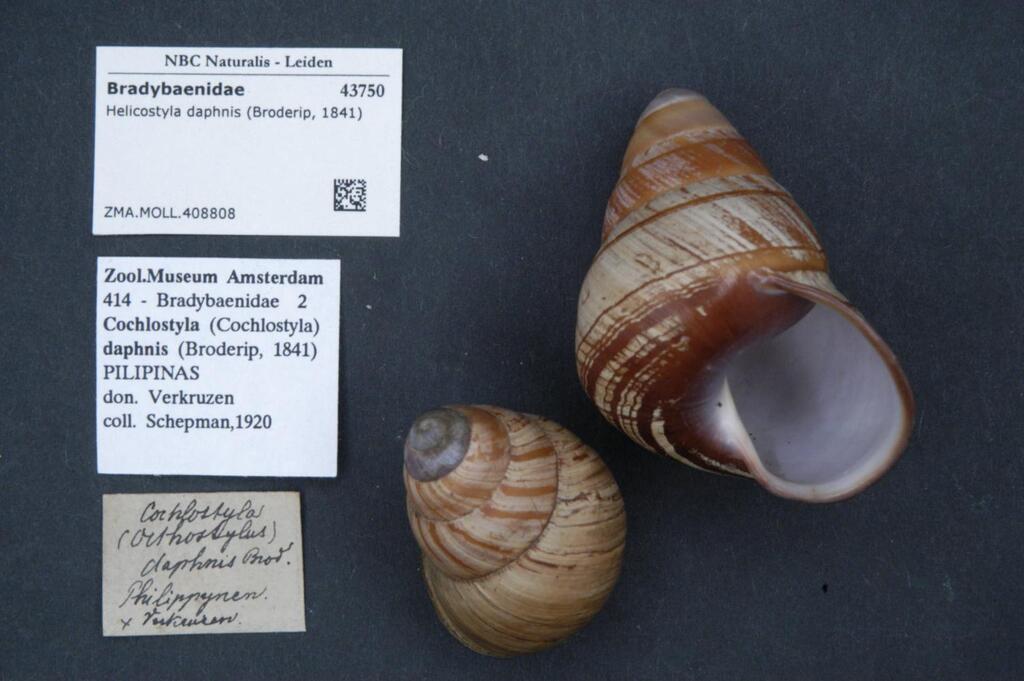 Helicostyla daphnis