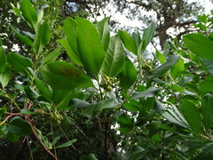 Arbutus unedo