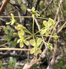 Pelargonium gibbosum