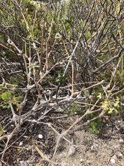 Pelargonium gibbosum