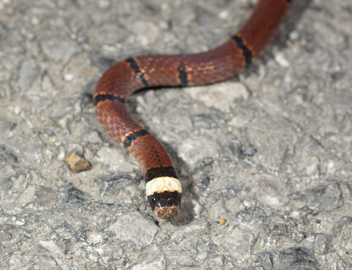 Sinomicrurus annularis