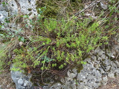 Hypericum empetrifolium