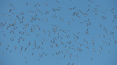 Ciconia ciconia