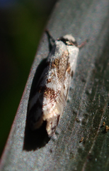 Oecophoridae