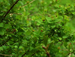 Spiraea beauverdiana