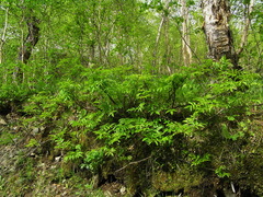 Sorbus sambucifolia